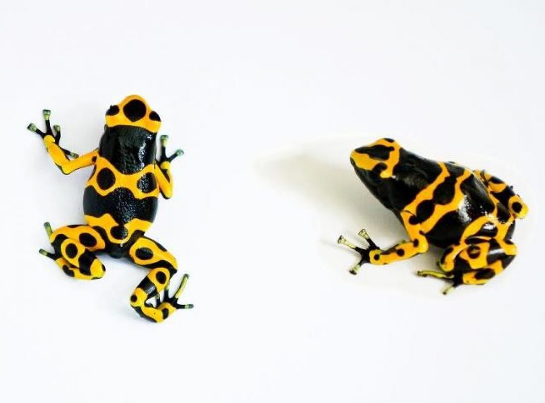 Introducing frogs to each other – The Frog Lady