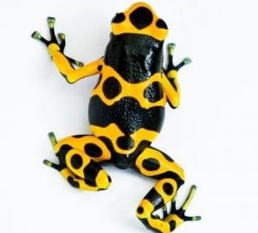 Houdini - Leucomelas Male