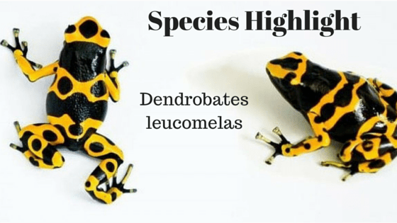 Species Highlight “Dendrobates leucomelas”