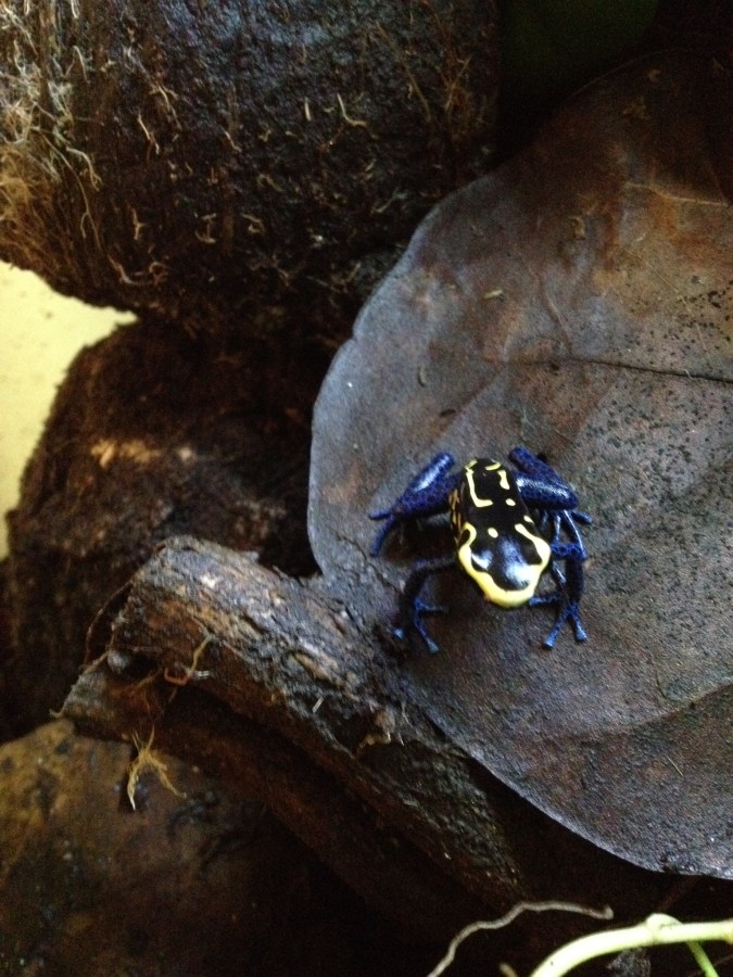 Species Highlight “Dendrobates Tinctorius&nbsp;Bakhuis”