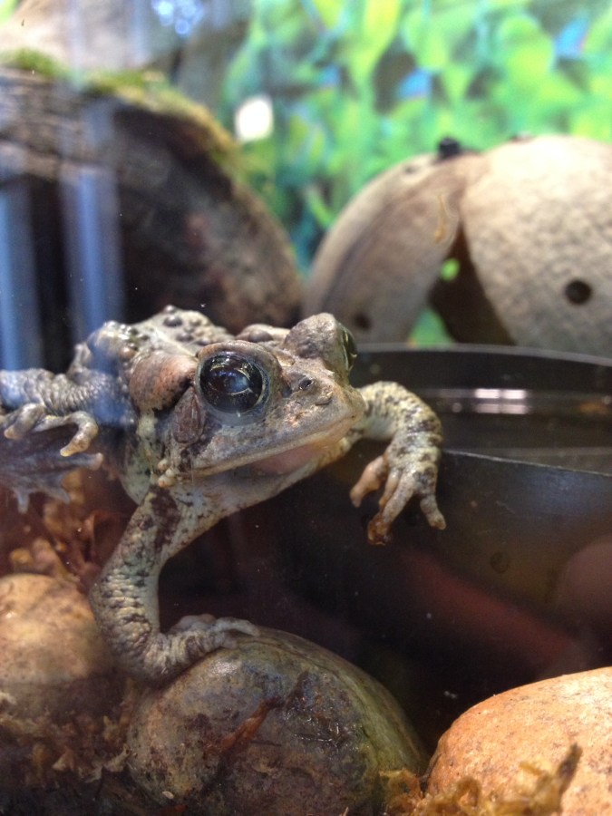 Chicago Trip Frog&nbsp;Photos