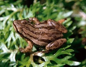 Pseudacris_Chorus_frog