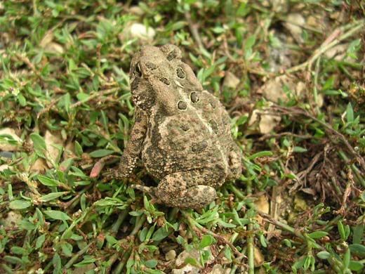 american_toad_adult