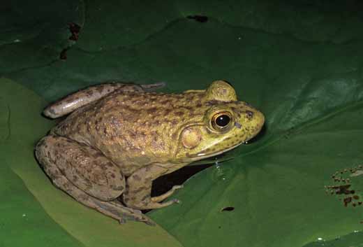 American Bullfrog A-3092