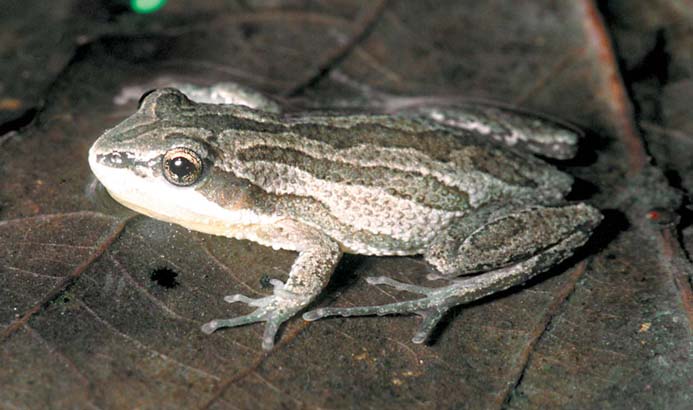 chorus frog