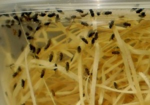 flies close up