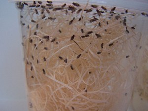 flies