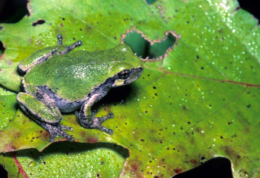 gray treefrog