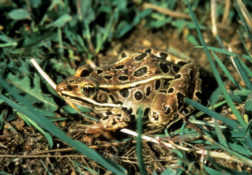 leopard frog