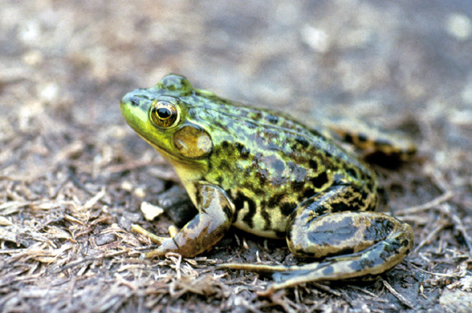 mink frog
