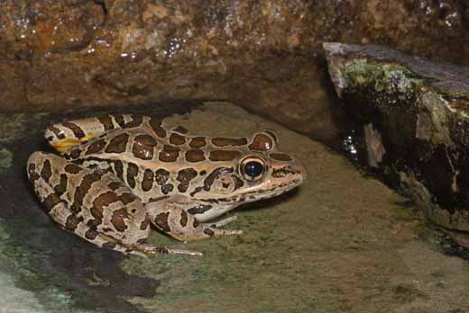 Pickerel Frog A-3782
