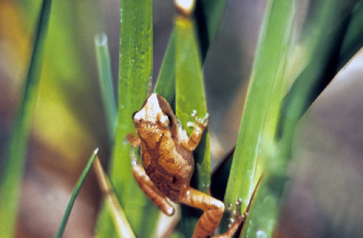 spring peeper