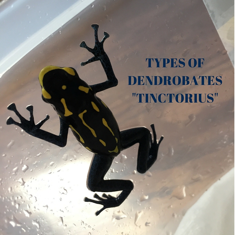 TYPES OF DENDROBATES _TINCTORIUS_