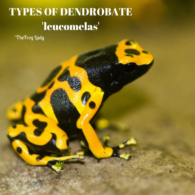 TYPES OF DENDROBATES LEUCOMELAS