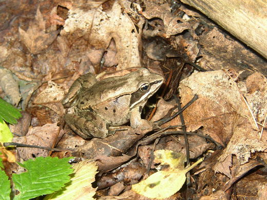 wood frog