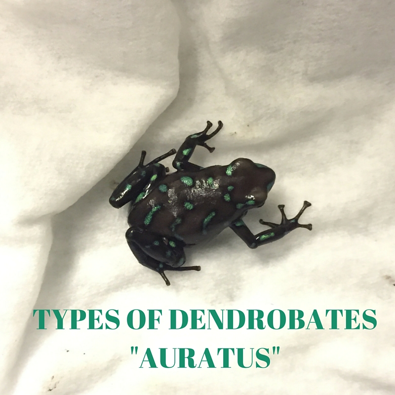 TYPES OF DENDROBATES _AURATUS_