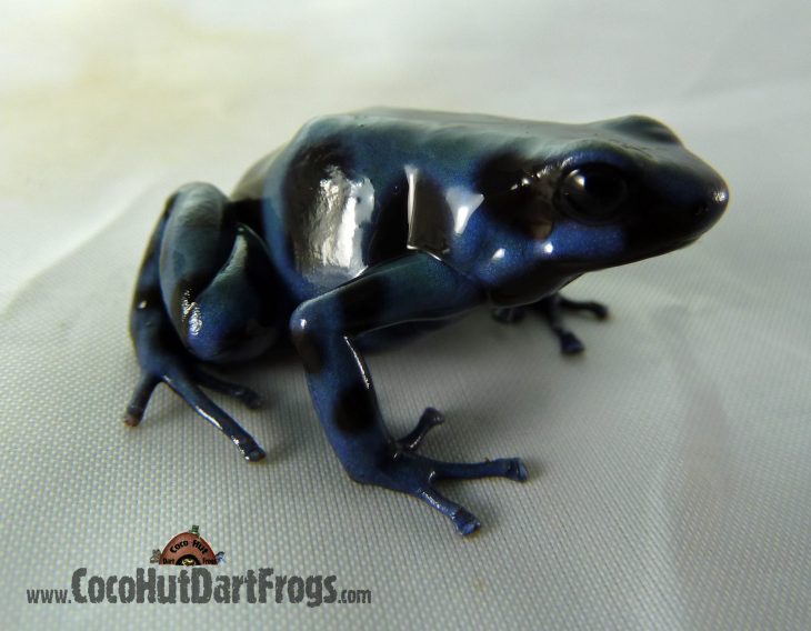 Blue & Black Auratus