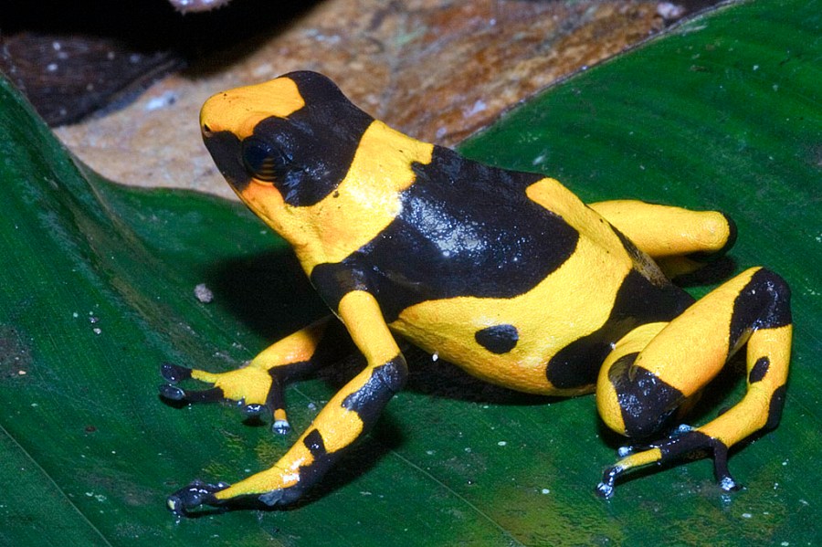 Species Highlight “Oophaga lehmanni” with&nbsp;pictures