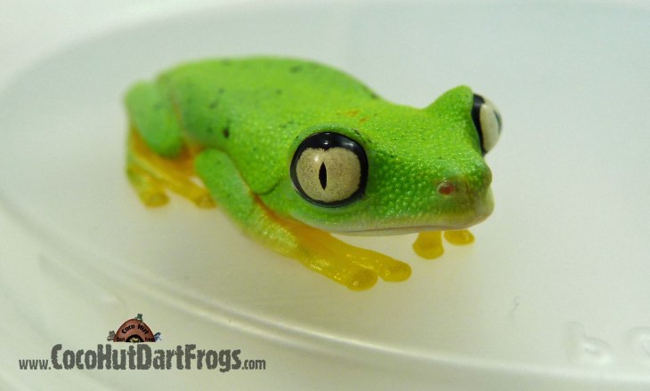 lemur leaf frog