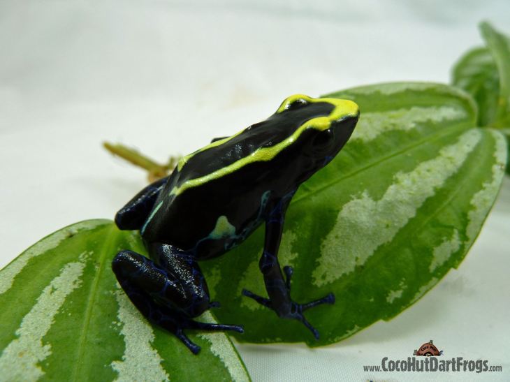 table mountain tincs