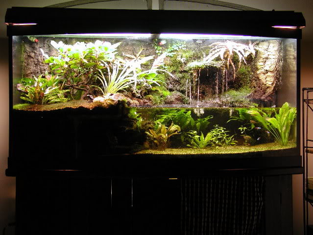 Tim's 72 gallon paludarium