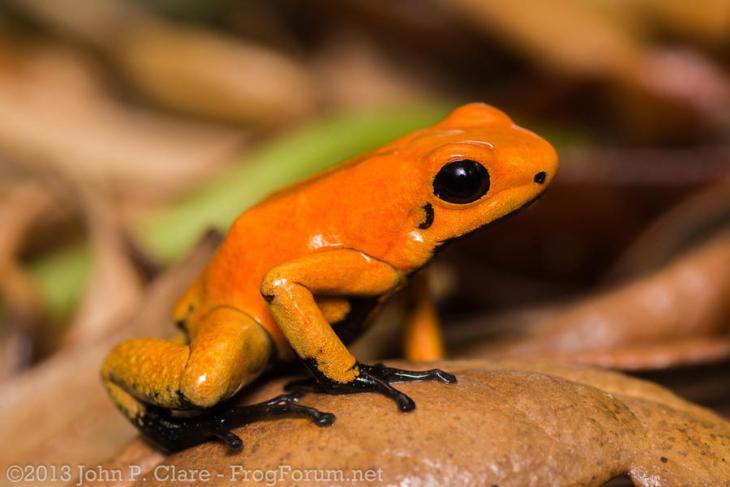 Phyllobates terribilis - Orange Blackfoot -john P clare via frogforum