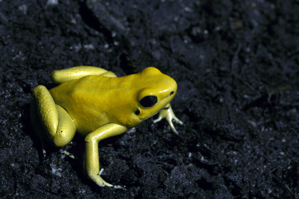 Phyllobates-terribilis-yellow understory