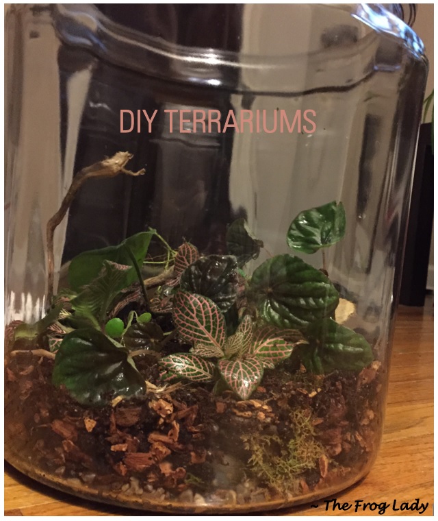 DIY TERRARIUMS