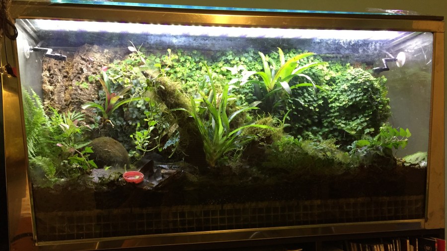 Frog Tanks Photo&nbsp;Shoot