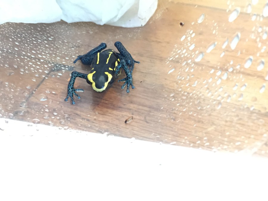 Frog Close-up Photos