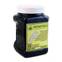 springtail_white_background_3