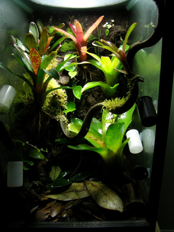 Dendroboard - Carola1155