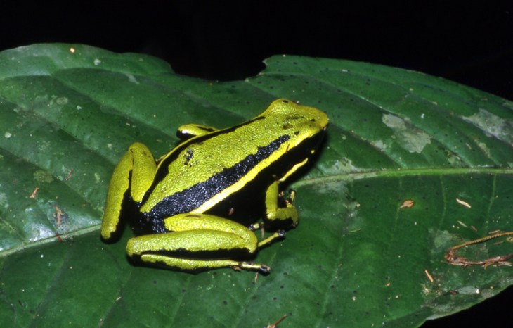 Andreas Schluter Green back