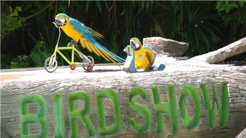 bird-show1
