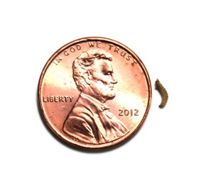 extra_small_phoenix_worms