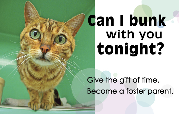 fostercarepageheader1