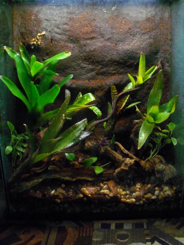 Dendroboard - Frog Face