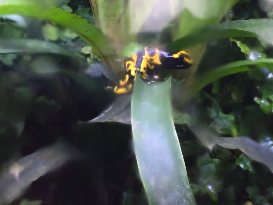 DIY Terrarium Update