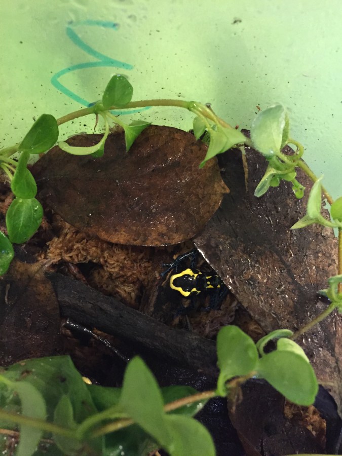 STS (short tongue&nbsp;syndrome)