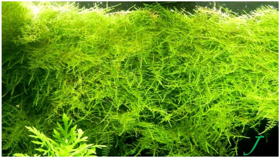 April A to Z Challenge – Letter&nbsp;J