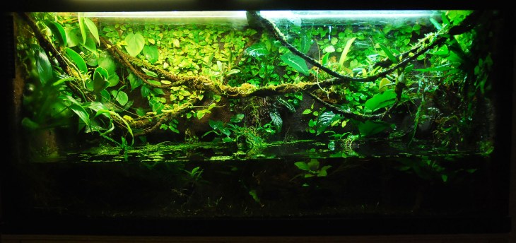 paludariumfts_zps9b807681