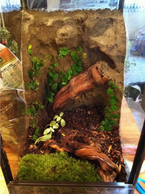 Dendroboard - crank68516