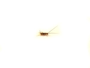 pinhead_cricket