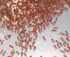 Intova Digital Camera