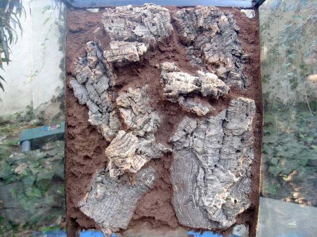 wBackground-w-Coco phender