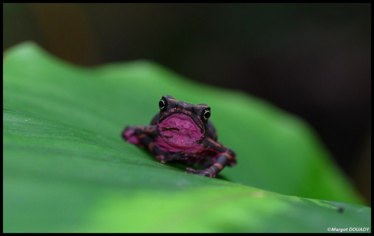 16951847677_a13b86772f_b