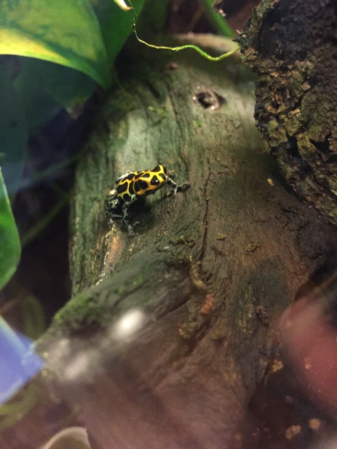 Inspirational 10 gallon&nbsp;tanks