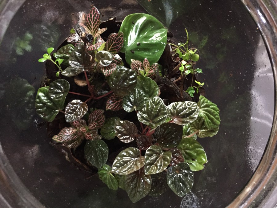 DIY Terrariums Update
