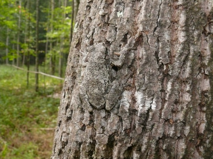 grey tree frog