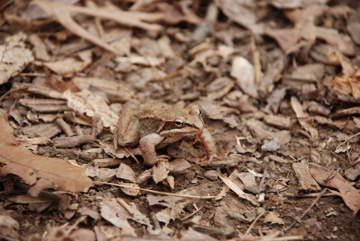 wood-frog-camoflauge